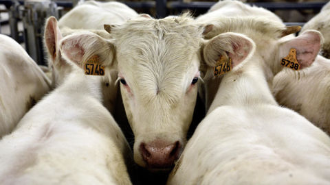 En 2026, les exportations françaises de broutards pourraient passer sous la barre des 900 000 têtes.