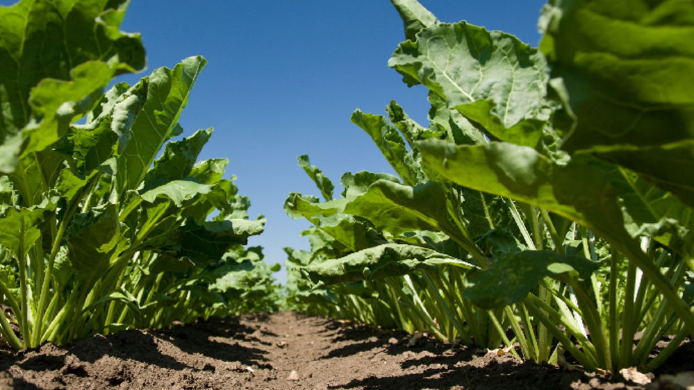 Un webinaire pour un programme désherbage betterave 2026 robuste