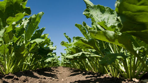 Un webinaire pour un programme désherbage betterave 2026 robuste