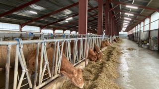 Bien qu’un équilibre immunitaire s’instaure dans les bâtiments abritant des ruminants, un nettoyage rigoureux est recommandé après la mise à l’herbe des animaux.