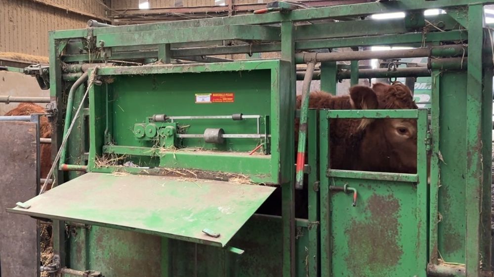 Pensée des vaches allaitantes