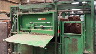 Pensée des vaches allaitantes