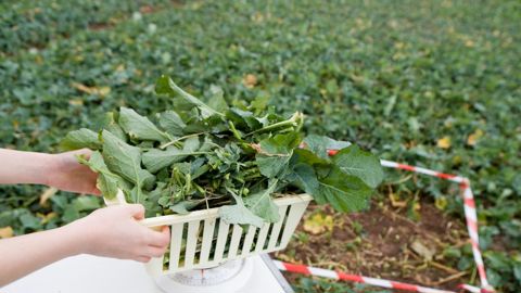 Terres Inovia rappelle que « le colza a la capacité de mettre en réserve l’azote dans ses organes pendant l’été et l’automne puis de le remobiliser dès la reprise de végétation au printemps ».