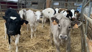 Environ 1,3 million de jeunes bovins français sont exportés chaque année. 