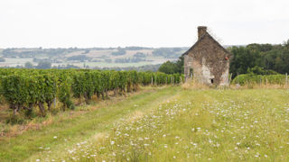 Dans l’est de la Sarthe, la vallée du Loir est un territoire tout autant viticole qu’agricole.