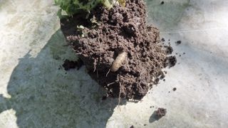 Un ver gris larve de la noctuelle.