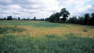 Le pois est très sensible à ce champignon du sol qui provoque une pourriture racinaire.