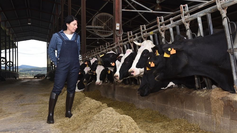 Eleveuse de vaches laitières dans sa stabulation