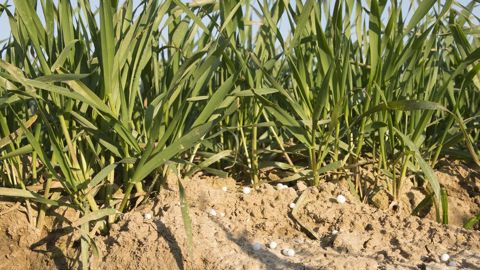 Sécuriser une partie des apports avant le stade épi 1 cm dans le Sud-Est reste pertinent, notamment les années sèches.