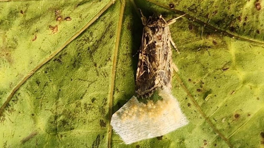 Une femelle papillon de nuit pond ses œufs sur une feuille.