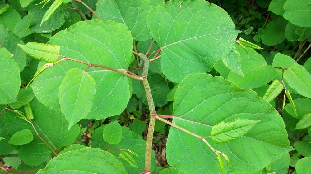 Reconnaissance des espèces envahissantes, prévention de leur propagation, intégration du risque dès la conception des projets : les professionnels du végétal sont appelés à jouer pleinement leur rôle de sentinelle. Ici la renouée de bohème Reynoutria x bohemica