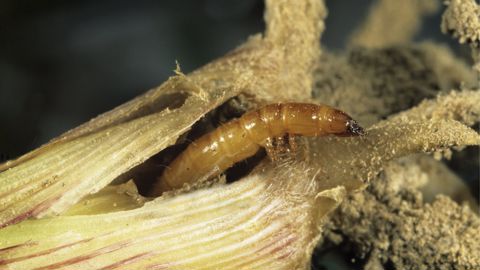 Les attaques les plus nuisibles sont causées par les derniers stades larvaires.