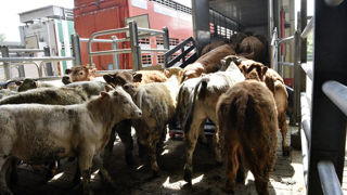 L'office parlementaire alerte sur les flux d'animaux, et questionne une relocalisation de l'engraissement de broutards en France face à des crises sanitaires « qui risquent de se multiplier ».