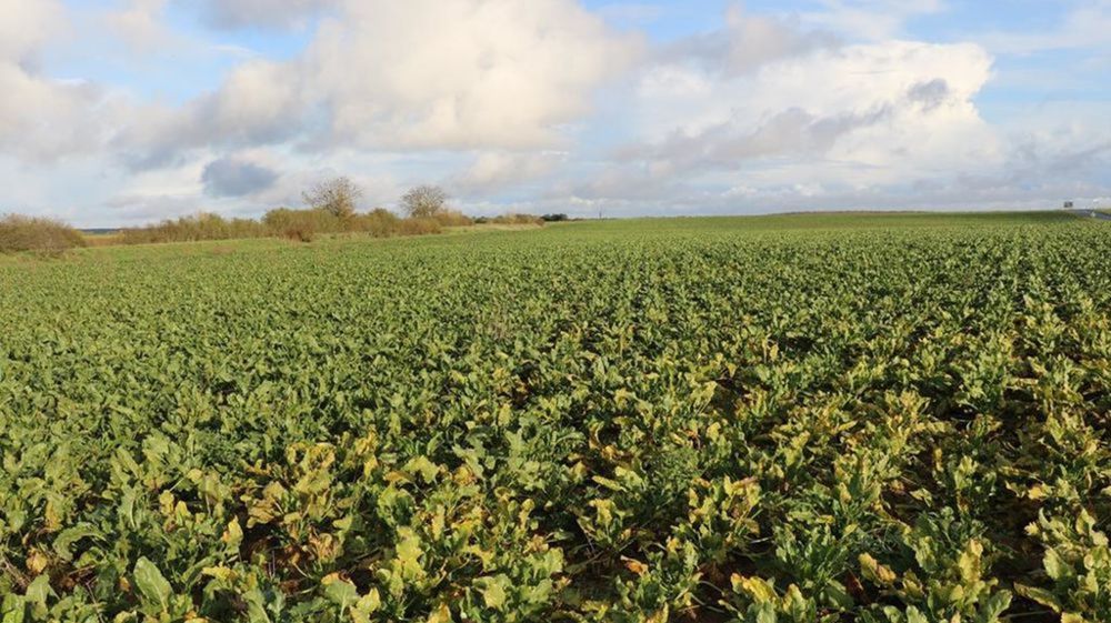 La réintroduction de l'acétamipride était réclamée notamment par les producteurs de betteraves qui déplorent n'avoir aucune solution pour protéger efficacement leurs cultures.