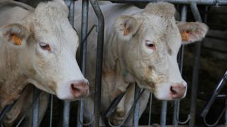 Les bolus présents dans la panse des animaux vont relever leur température en continu.