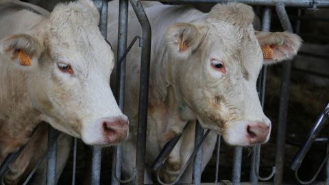 Les bolus présents dans la panse des animaux vont relever leur température en continu.