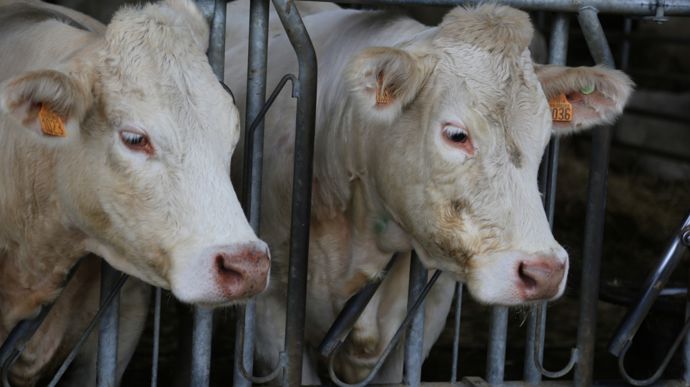 Les bolus présents dans la panse des animaux vont relever leur température en continu.