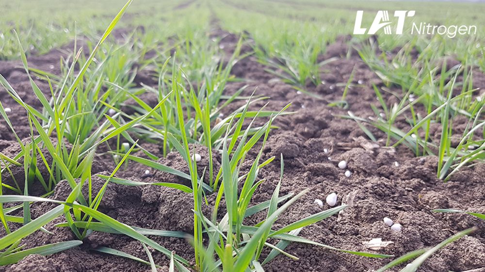Réussir son 1er apport d'azote soufré MYNITRAS® sur céréales et colza