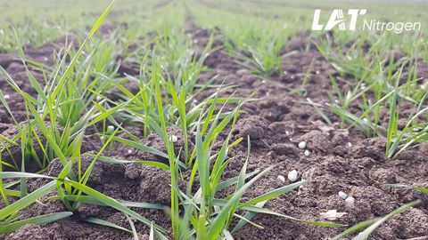 Réussir son 1er apport d'azote soufré MYNITRAS® sur céréales et colza