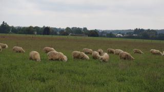Un nouvel accord de libre-échange serait un coup de massue pour la filière ovine « qui joue un rôle essentiel dans l'aménagement du territoire », souligne la FNO.