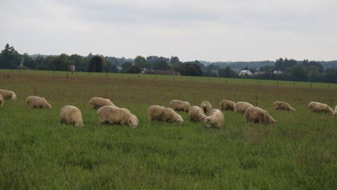 Un nouvel accord de libre-échange serait un coup de massue pour la filière ovine « qui joue un rôle essentiel dans l'aménagement du territoire », souligne la FNO.