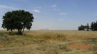 Cultures céréalières dans le nord du Sahara algérien.