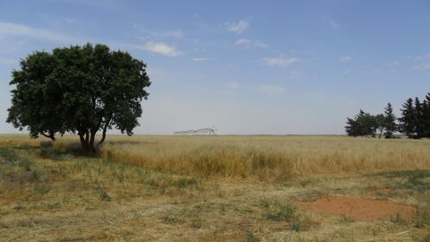 Cultures céréalières dans le nord du Sahara algérien.