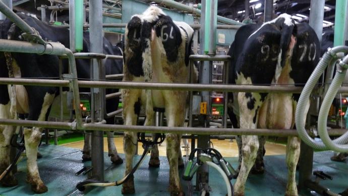 Salle de traite avec vaches