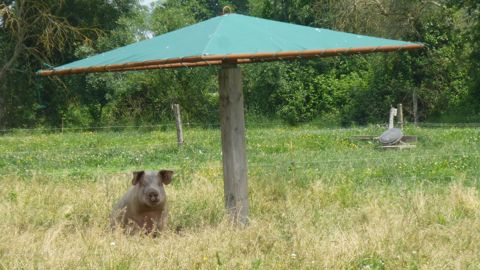 La température sous les parasols n’est pas aussi fraîche qu’escomptée.