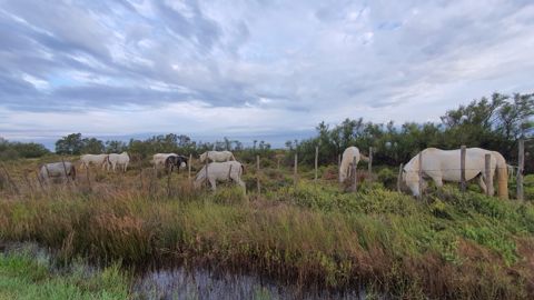 Le tracé prévu par RTE coupe en deux l’exploitation de 100 hectares de Carole Guintoli et Cédric Bernardi, riziculteurs et éleveurs de chevaux de Camargue à Arles (Bouches-du-Rhône).