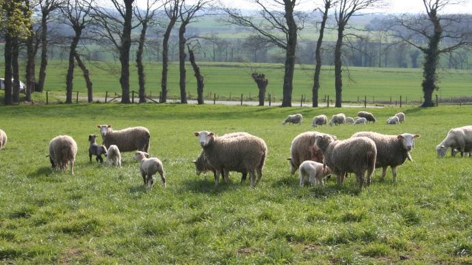 Troupeau de moutons