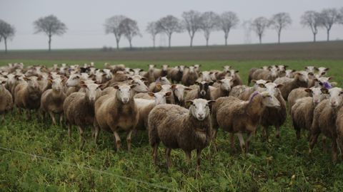 Les abattages d'ovins de réforme ont diminué de 5,4 % en 2025 par rapport à 2024.