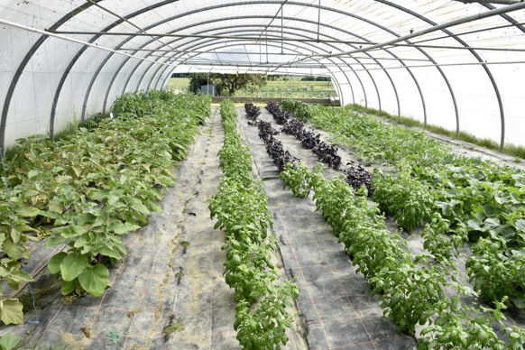 La jurisprudence a estimé que des serres démontables ne sont pas des ouvrages incorporés au sol ouvrant droit à indemnisation.