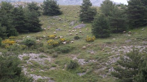La signature d'un nouvel accord entre l'Union européenne et l'Australie bousculerait la filière ovine et ses pratiques vertueuses comme le pastoralisme.