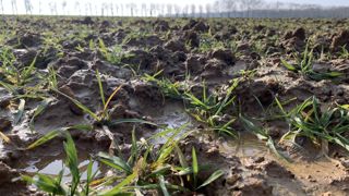 Si l'état des céréales est globalement satisfaisant, des situations de sols saturés en eau posent question.