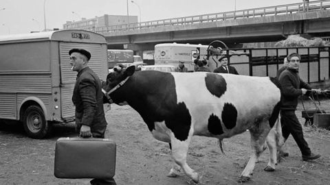En 1964, à l'occasion de la création du Salon international de l'agriculture (Sia), les bovins avaient une place de choix lors du Concours général agricole (CGA).