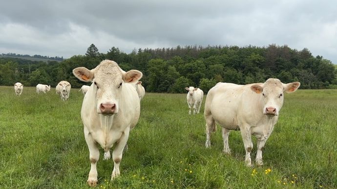 Malgré une campagne 2025 chahutée par les épizooties, et des fourrages moyens récoltés en 2024, le revenu des éleveurs affiche une hausse spectaculaire sur 2025.