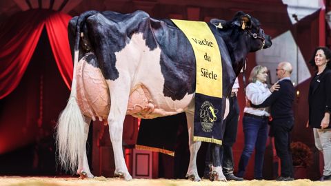 Ducasse Jaka au centenaire Prim'Holstein France