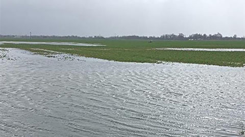 Les crues et les inondations font souffrir les cultures agricoles