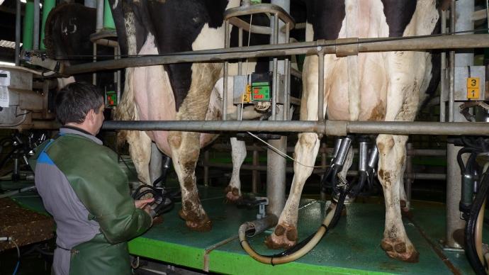 traite des vaches