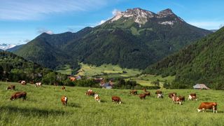 Manon et François se sont installés en élevage laitier en Haute-Savoie.