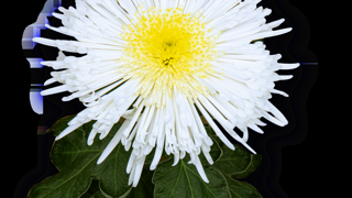 Chrysanthemum ‘Galaxy’ White.