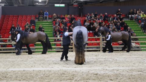 Les races de chevaux en présentation au Slon de l'agriculture représente l'un des trois segments porteurs de la filière du cheval avec les activités des courses et les activité équestres.