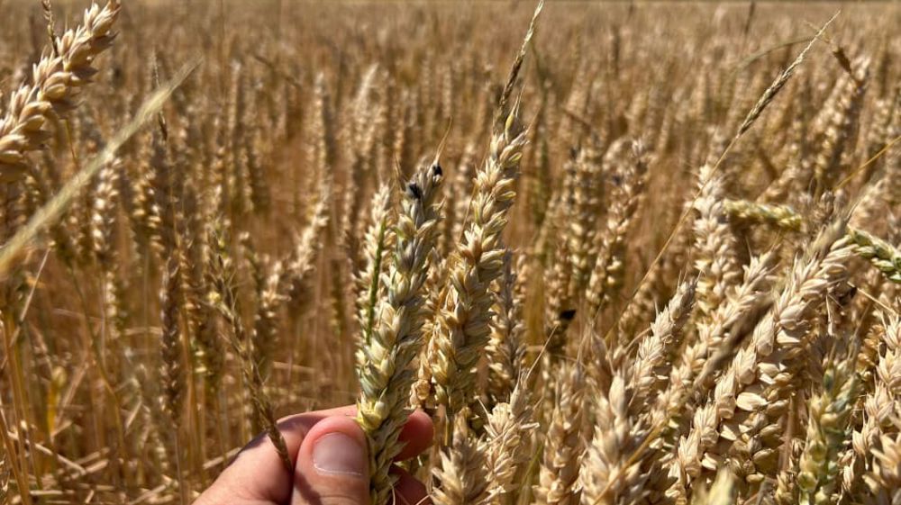 Gestion des graminées d’hiver dans les céréales : pourquoi viser une efficacité maximale du désherbage ?