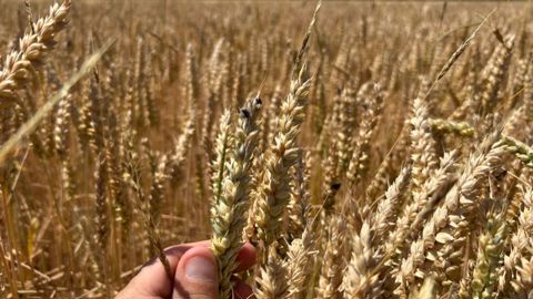 Gestion des graminées d’hiver dans les céréales : pourquoi viser une efficacité maximale du désherbage ?