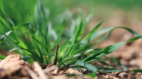 État des orges suite à la vague de froid de Noël