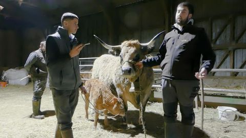 La vache Aubrac Mousquette de l'élevage Cussac Fouillet La vache Aubrac Mousquette de l'élevage Cussac Fouillet