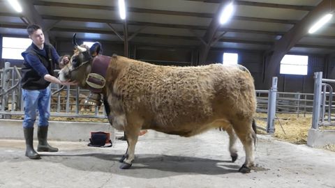 La vache de race Aubrac Tempete représente l'élevage Durant du Roc. La vache de race Aubrac Tempete représente l'élevage Durant du Roc.