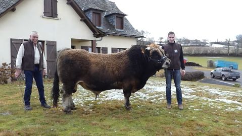 Le taureau Aubrac Typhon pour l'élevage Besson Le taureau Aubrac Typhon pour l'élevage Besson