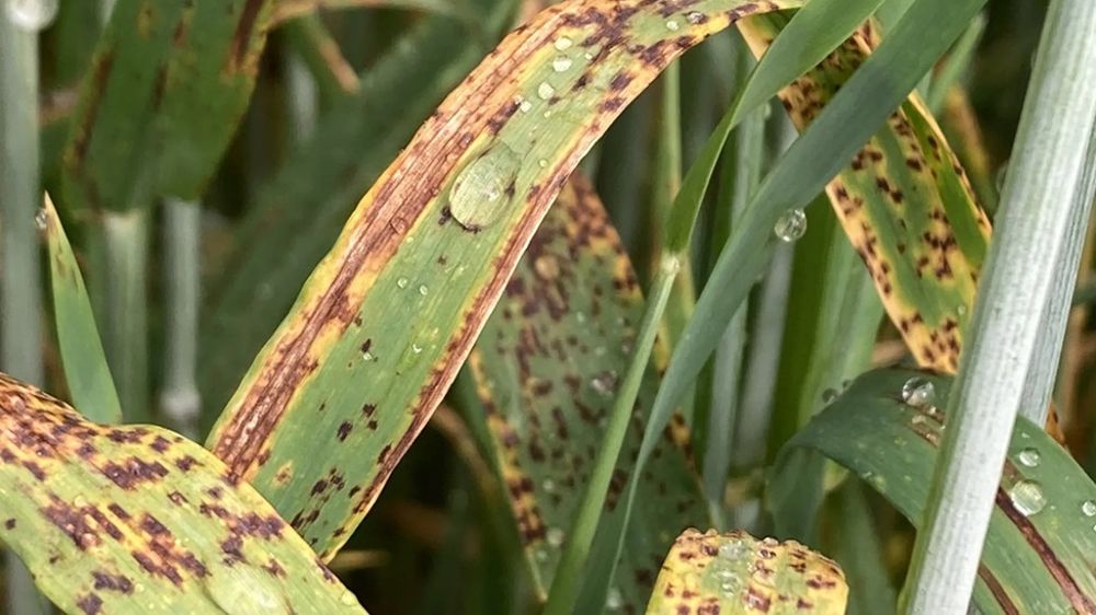 Ramulariose de l’orge : une menace silencieuse à maîtriser